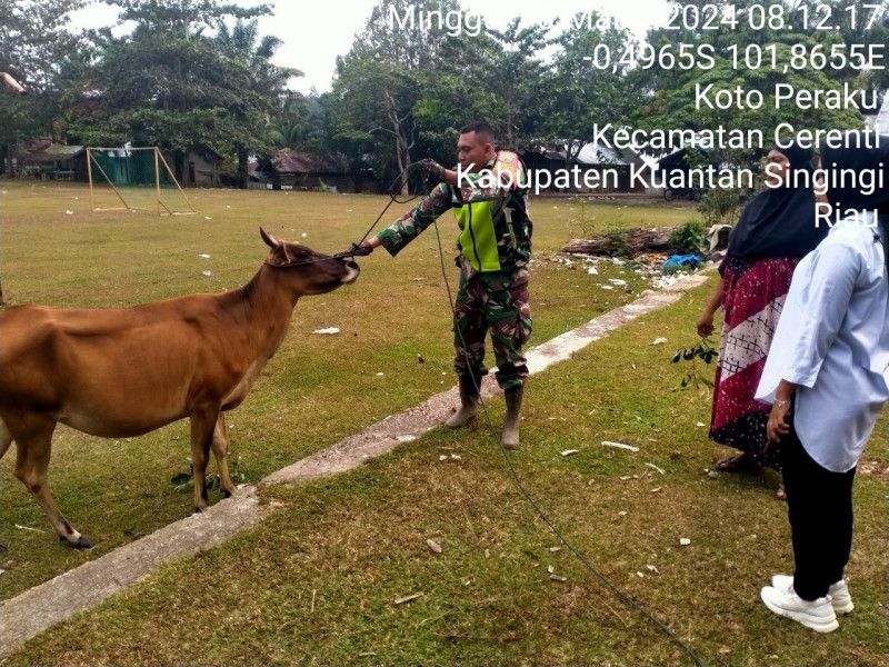 Anggota Koramil 06/Cerenti Kodim 0302/Inhu Cek Ternak Sapi Warga di Koto Peraku 