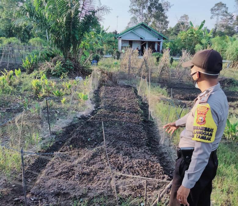 Polsek Langgam Pantau Ketahanan Pangan di Desa Segati