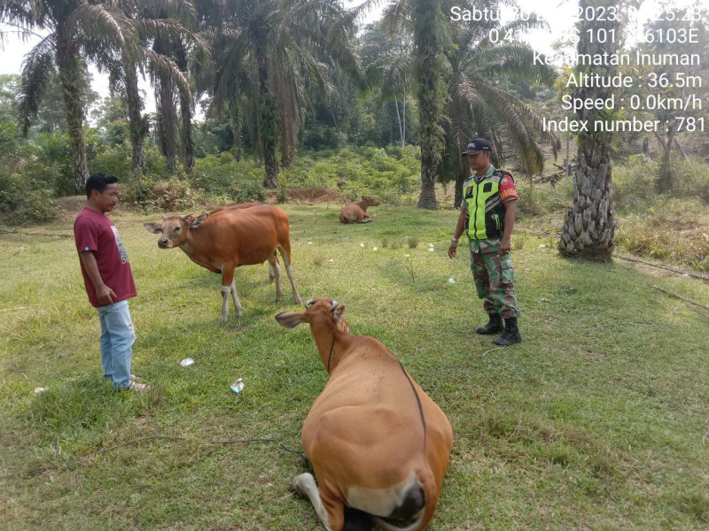 Babinsa Koramil 06/Cerenti Kodim 0302/Inhu Antisipasi Wabah PMK Terhadap Hewan Ternak Sapi Didesa Kampung Baru Koto Kecamatan Inuman