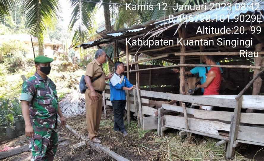 Di Desa Kampung Baru Kecamatan Cerenti Serda Juanda Anggota Koramil 06/Cerenti Kodim 0302/Inhu Cek Sapi Warga Mengantisipasi Penularan Penyakit Mulut Dan Kaki (PMK) Sapi