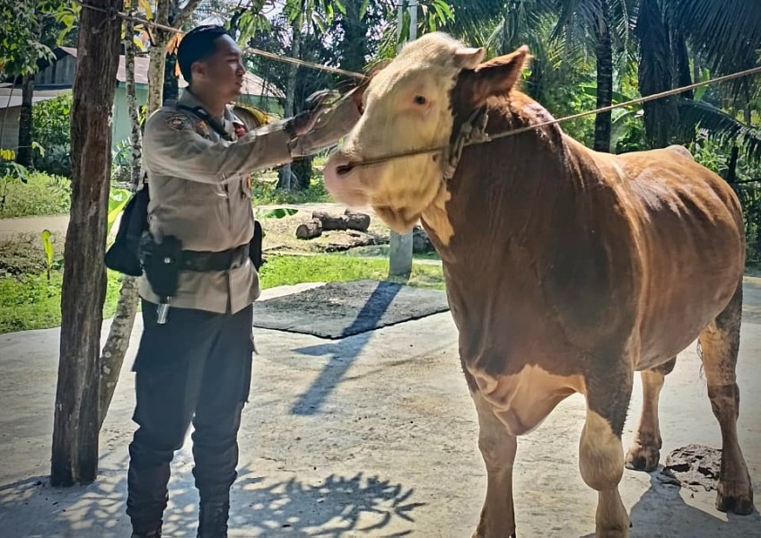 Usaha Ternak Milik Bhabinkamtibmas di Inhu Berbuah Manis, Sapinya Dibeli Presiden