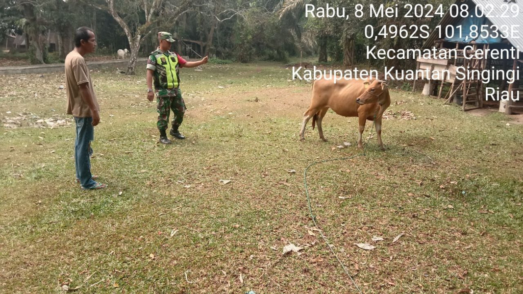 Waspadai PMK, Babinsa Koramil 06/Cerenti Kodim 0302/Inhu, Kopda Junedi Aktif Pantau Hewan Ternak Di Wilayah Binaan