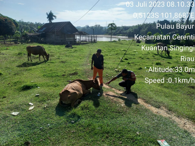 Cegah Bahaya Penyakit PMK Pada Sapi, Babinsa Koramil 06/Cerenti Dim 0302/Inhu Cek Kesehatan Ternak Sapi Bapak Arizal