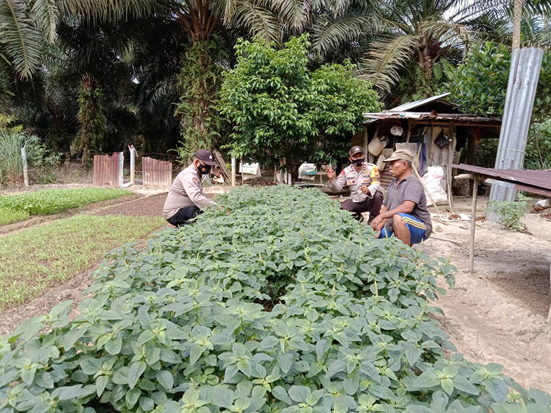 Polsek Pangkalan Lesung Pantau Ketahanan Pangan di Tengah Pandemi Covid-19 