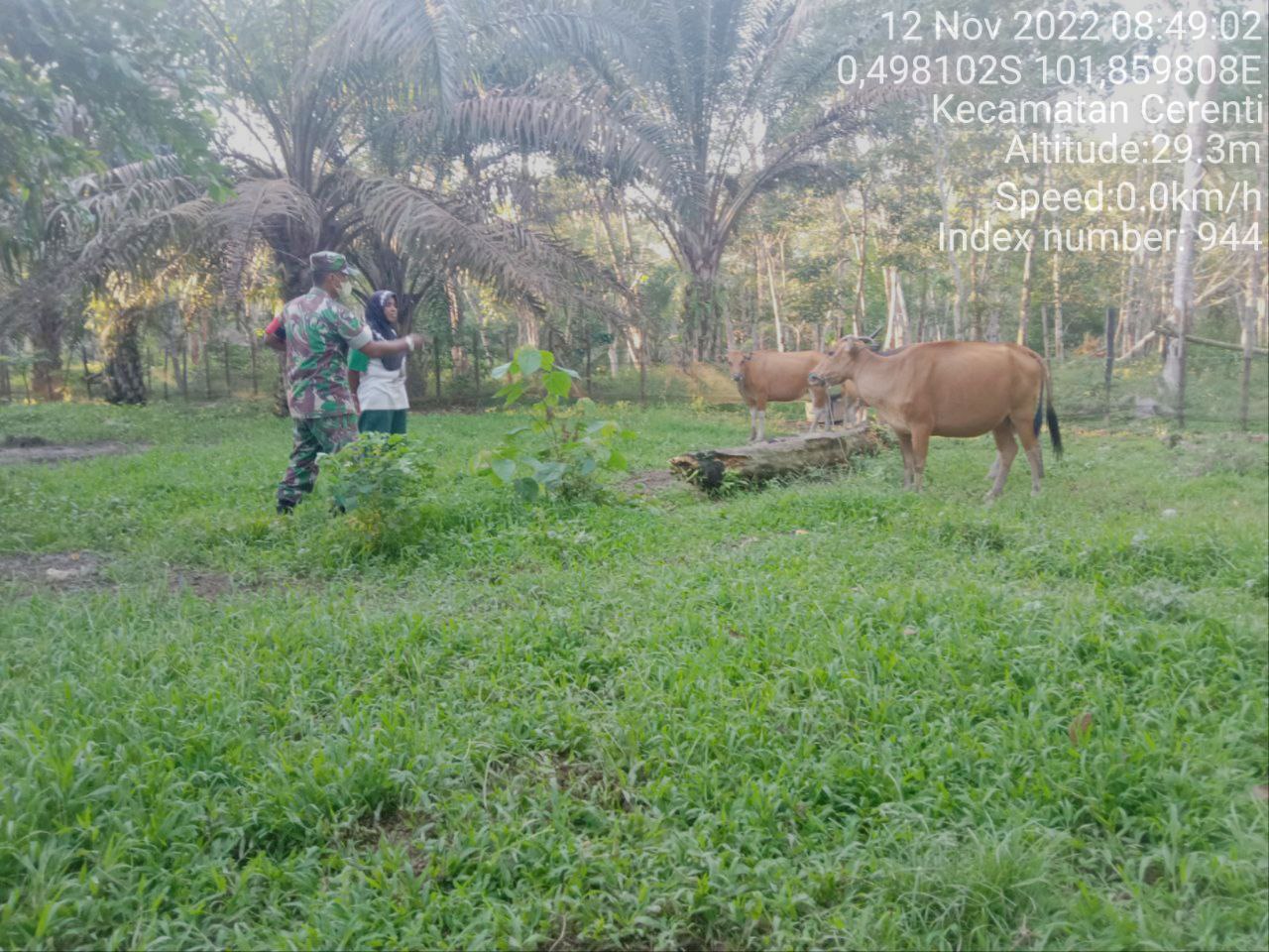 Antisipasi PMK Babinsa Koramil 06/Cerenti Kodim 0302/Inhu Cek Sapi Warga Binaan di Desa Kampung Baru Koto 