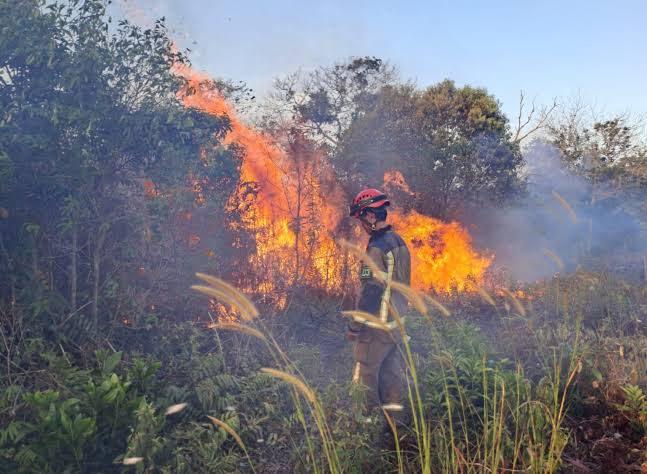 29 Hektar Lahan di Pekanbaru Terbakar, Dipicu Panas Cuaca
