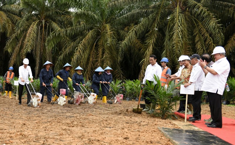 Riau Jadi Lokasi Pertama Program Peremajaan Sawit 2018 Indonesia