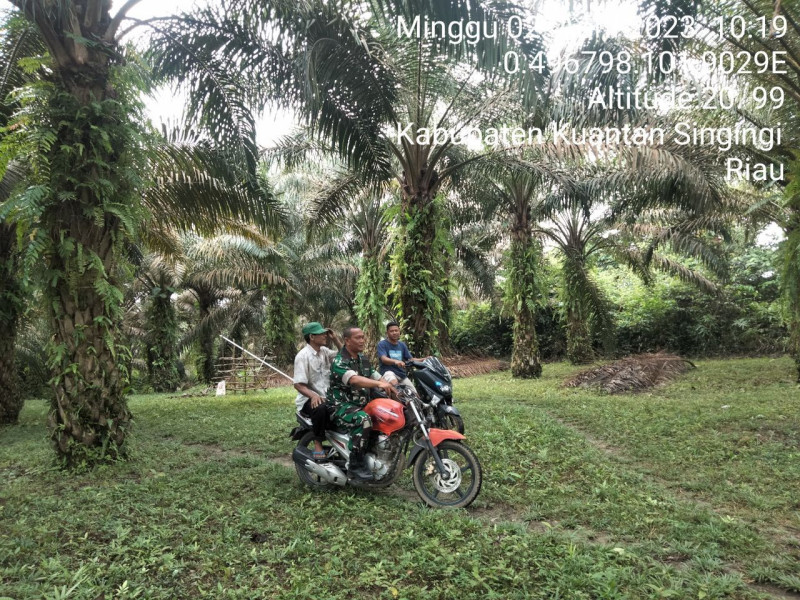 Di Desa Kompe Berangin, Babinsa Koramil 06/Cerenti Kodim 0302/Inhu Laksanakan Patroli Untuk Cegah Kebakaran Hutan Dan Lahan