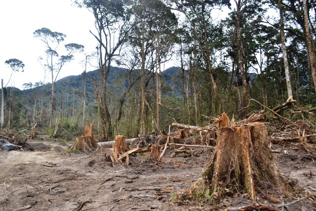 Masyarakat Kuansing Harapkan Pelaku Perambah Hutan Ditindak Tegas