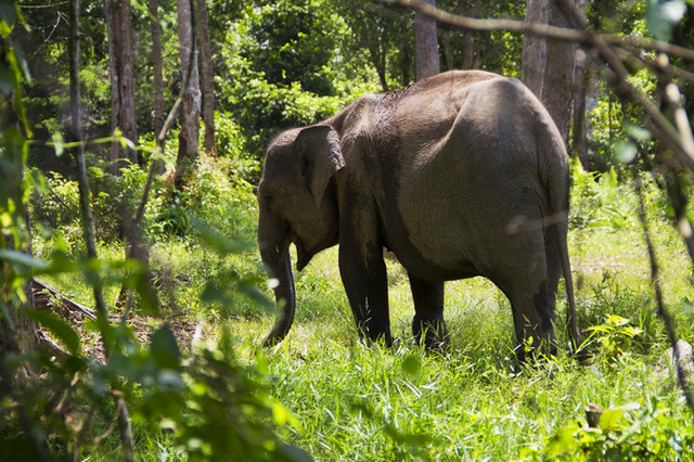 Gajah Liar Rusak Rumah Warga di Siak