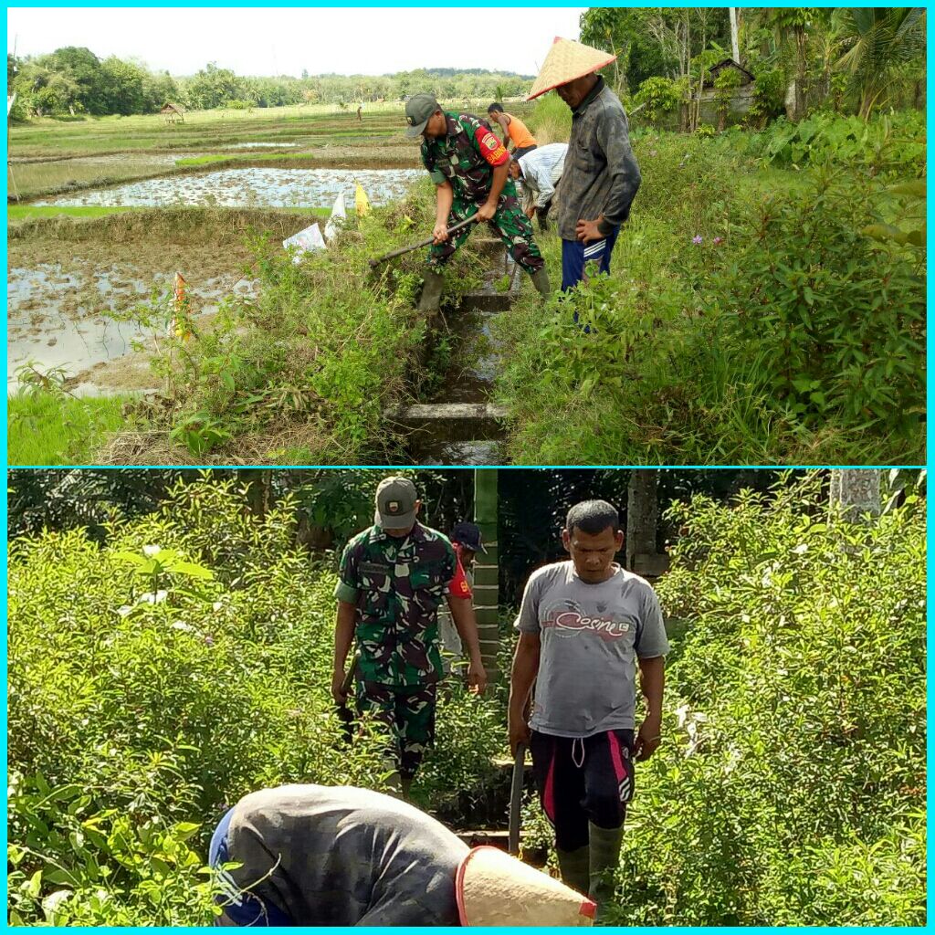 Kelompok Tani Bunga Setangkai Desa Koto Tuo Membersihkan Saluran Irigasi Areal Persawahan Bersama Serda Yuliondra.