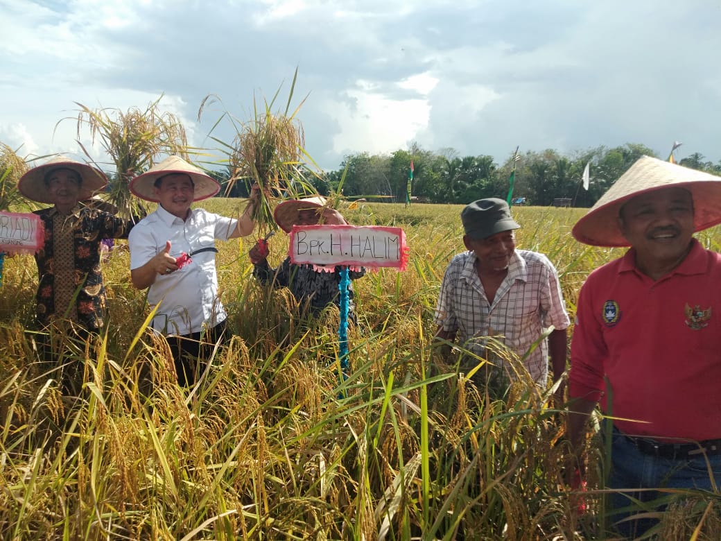 Wakil Bupati Kuansing H.Halim Hadiri Panen Raya Padi Di Kecamatan Kuantan Hilir Seberang.