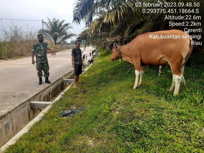 Anggota Koramil 06/Cerenti Kodim 0302/Inhu Mengantisipasi Penularan Penyakit Mulut Dan Kaki Sapi Di Desa Binaan Tanjung Medan