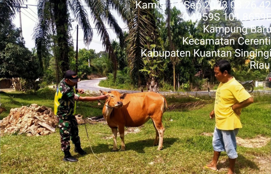 Serda Juanda Didesa Kampung Baru Babinsa Koramil 06/Cerenti Kodim 0302/Inhu Cek Sapi Warga Desa Antisipasi Penularan Penyakit MULUT Dan Kaki (PMK)