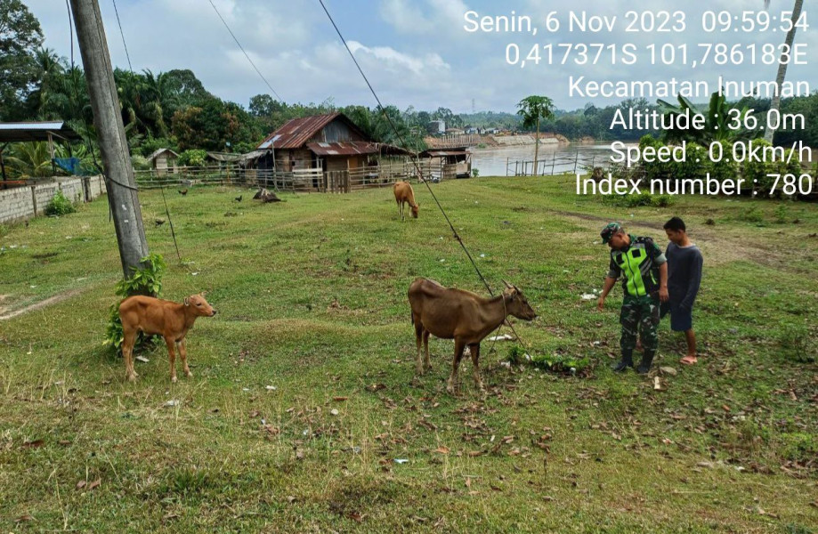 Untuk Antisipasi PMK Serka Efison  Babinsa Koramil 06/Cerenti Kodim 0302/Inhu Cek Sapi Warga di Desa Pulau Sipan Kecamatan Inuman