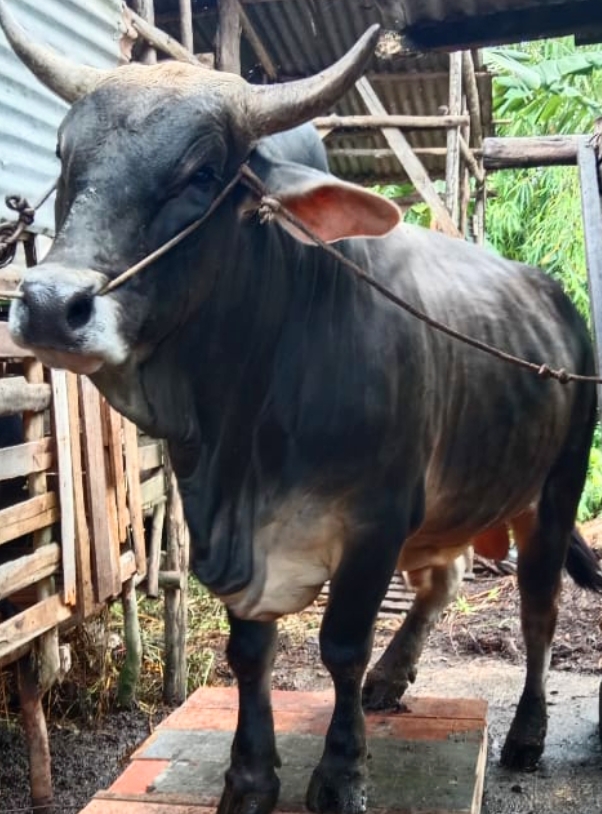 Penampakan Sapi Kurban Jokowi Seberat 835 Kg Untuk Masyarakat Riau