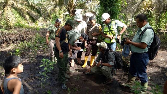 Harimau Sumatera Berkeliaran, BKSDA dan WWF Riau-Kepri Turun ke Inhil