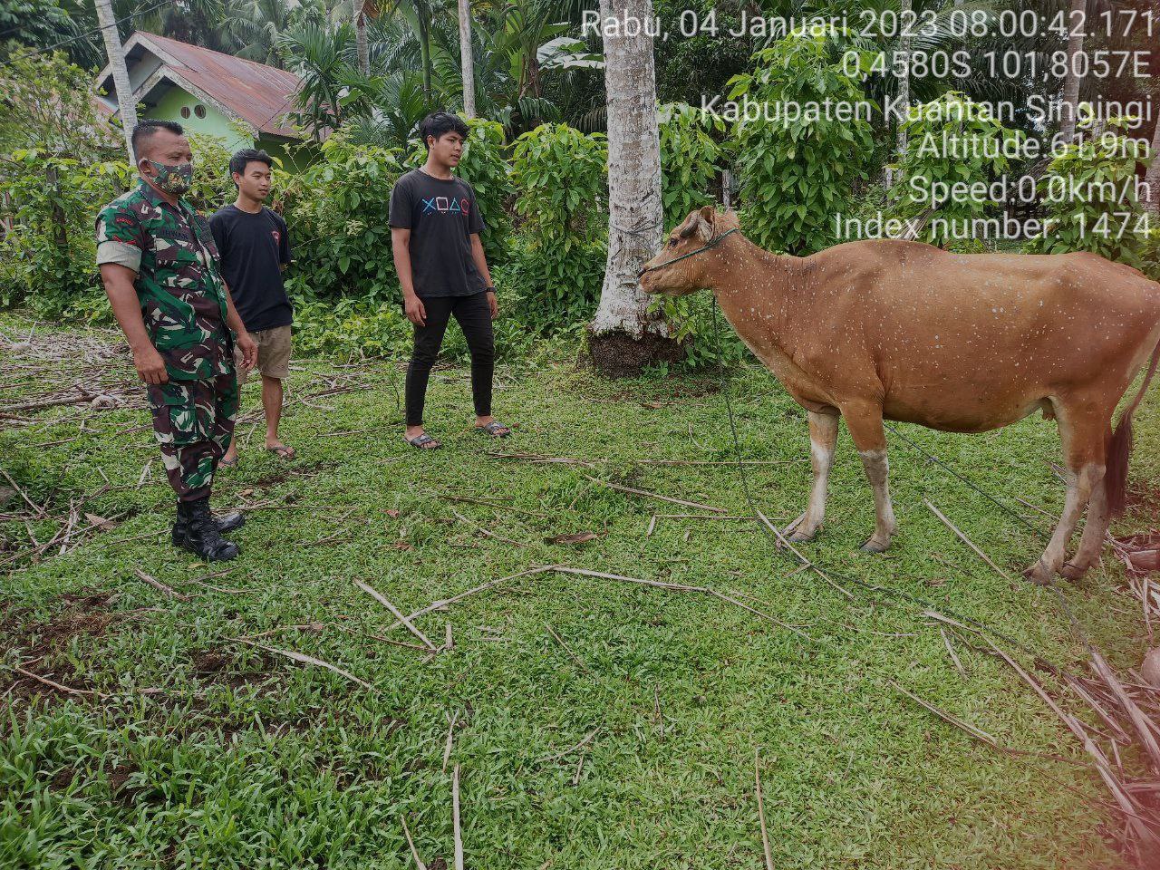 Di Desa Pulau Busuk, Babinsa Koramil 06/Cerenti Kodim 0302/Inhu Waspada Dengan Wabah PMK Babinsa Kontrol Kondisi Hewan Ternak Warga Diwilayah Binaan