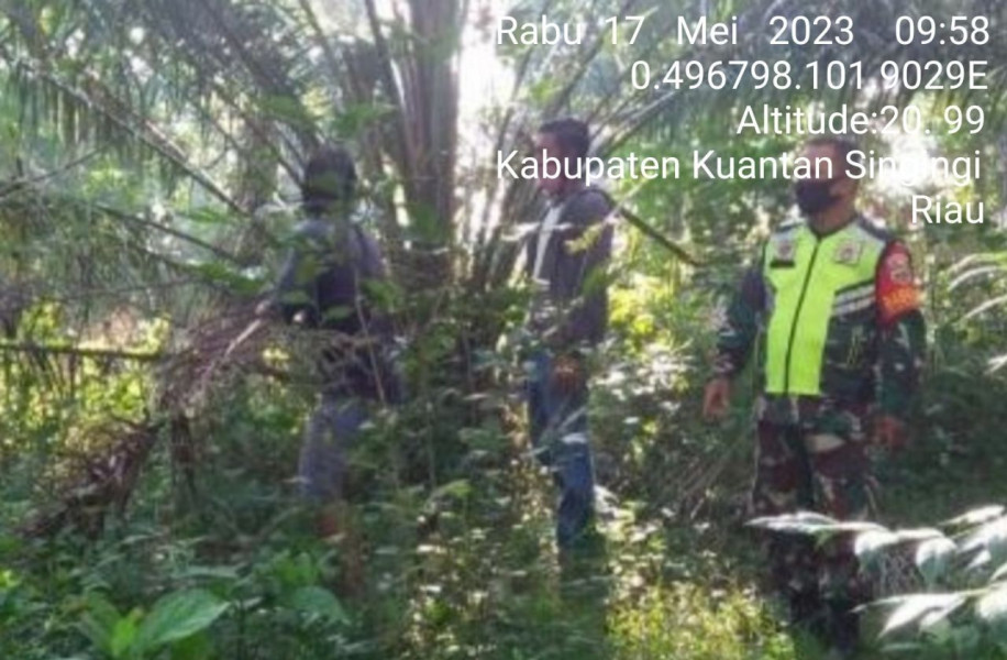 Babinsa Koramil 06/Cerenti Kodim 0302/Inhu, Serda Juanda Laksanakan Patroli Untuk Cegah Kebakaran Hutan Dan Lahan