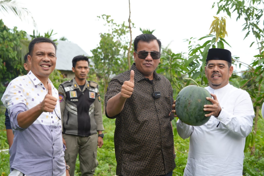 Dukung Peningkatan Ekonomi Masyarakat  Plt Bupati Panen Raya Semangka Di Kebun Petani Milenial