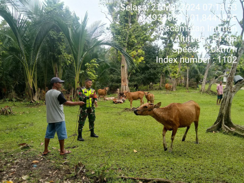 Pratu Chumaidi Babinsa Koramil 06/Cerenti Kodim 0302/Inhu Cek Ternak Sapi Mencegah Wabah Pmk Bersama Warga Desa Pulau Sipan