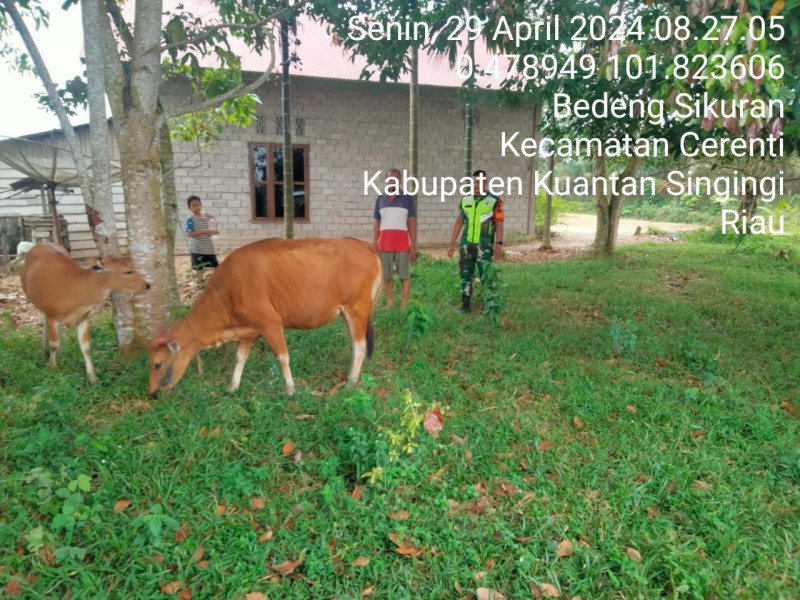 Anggota Koramil 06/Cerenti Kodim 0302/Inhu Selalu Aktif Mengantisipasi Penularan Penyakit Mulut Dan Kaki (PMK) Kecamatan Inuman  Kabupaten Kuantan Singingi