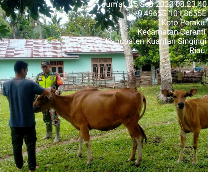 Di Kelurahan Koto Peraku Kopda Mohamad Soleh Babinsa Koramil 06/Cerenti Kodim 0302/Inhu Antisipasi Penularan Penyakit Mulut Dan Kaki (PMK) Sapi Di Kecamatan Cerenti