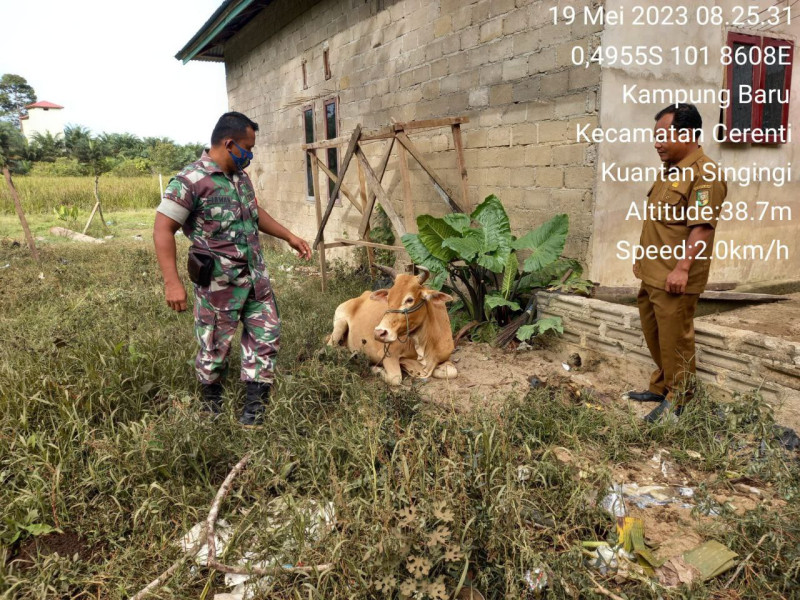 Berikan Sosialisasi Tentang Bahaya PMK, Babinsa Datangi Peternak  Hewan Untuk Cek Kondisi Sapi Warga