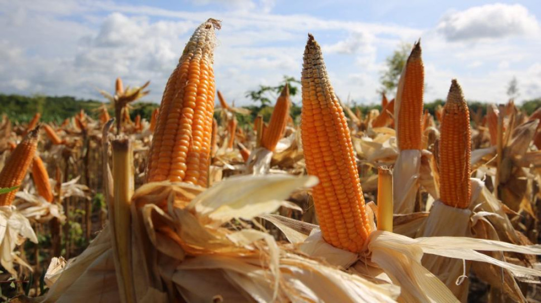 Pekanbaru Tingkatkan Produksi Jagung untuk Penuhi Kebutuhan Konsumsi dan Pakan Ternak