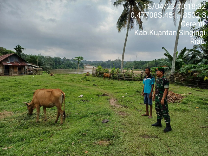 Untuk Mengantisipasi  Penularan (PMK) Terhadap Sapi Babinsa Koramil 06/Cerenti Kodim 0302/Inhu Laksanakan Pengecekan Sapi Milik Warga Warga Desa
