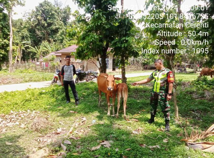 Anggota  Babinsa Koramil 06/Cerenti Kodim 0302/Inhu Pratu Chumaidi Cek Ternak Warga di Kompe Berangin 