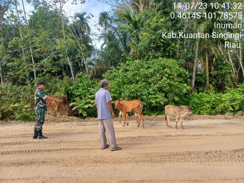 Babinsa Koramil 06/Cerenti Kodim 0302/Inhu Mengantisipasi Penularan Penyakit Mulut Dan Kaki (PMK) Sapi di Desa Banjar Nantigo Kecamatan Inuman