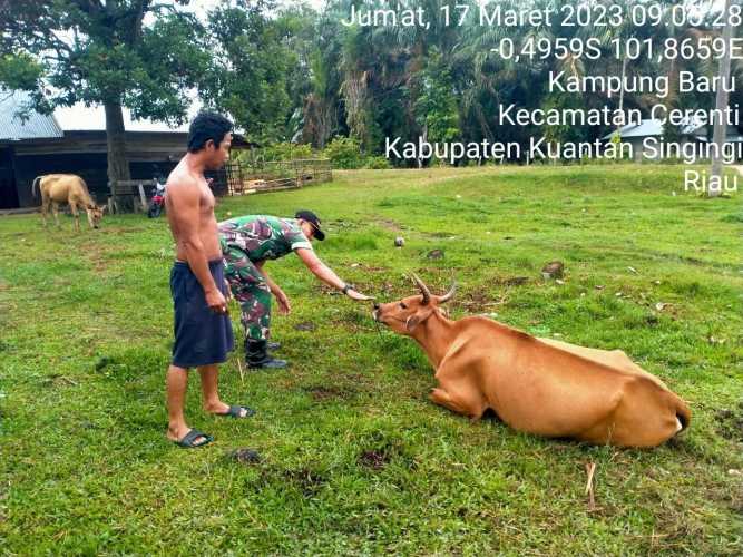 Di Kecamatan Cerenti Desa Kampung Baru, Babinsa Koramil 06/Cerenti Kodim 0302/Inhu Mengantisipasi Penularan Penyakit Mulut Dan Kaki (PMK) Sapi
