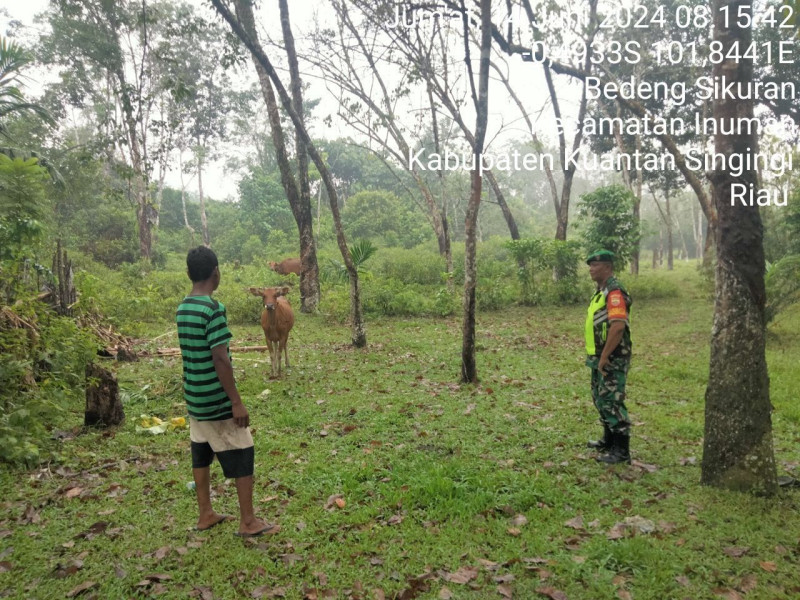 Serda Juanda Babinsa Koramil 06/Cerenti Kodim 0302/Inhu Mengantisipasi Penularan Penyakit Mulut Dan Kaki (PMK) Sapi Diwilayah Kecamatan Inuman