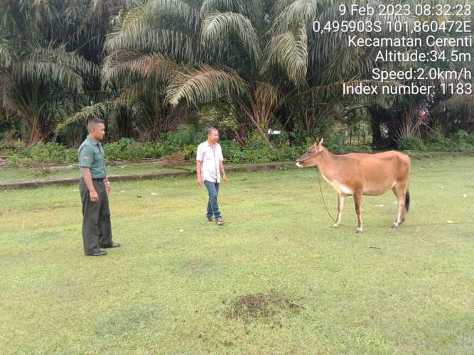 Antisipasi PMK Babinsa Koramil 06/Cerenti Kodim 0302/Inhu Cek Sapi Warga Binaan Desa Pulau Bayur
