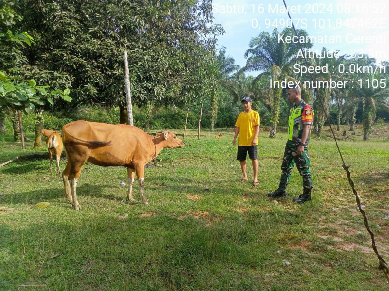 Pratu Reki Gunawan Anggota  Koramil 06/Cerenti Kodim 0302/Inhu Pantau Ternak Warga di Koto Cerenti 