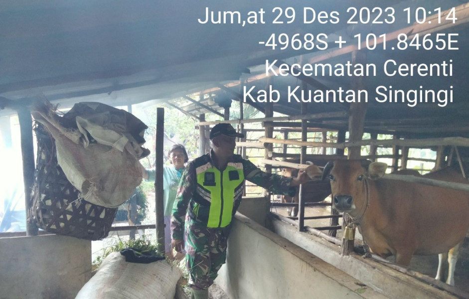 Di Koto Cerenti Kecamatan Cerenti, Babinsa Koramil 06/Cerenti Kodim 0302/Inhu Mengantisipasi Penularan Penyakit Mulut Dan Kaki (PMK) Sapi