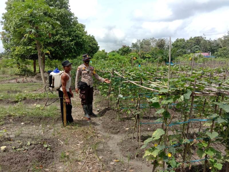 Personel Polsek Langgam Kontrol Lokasi dan Tanaman Kampung Tangguh Nusantara
