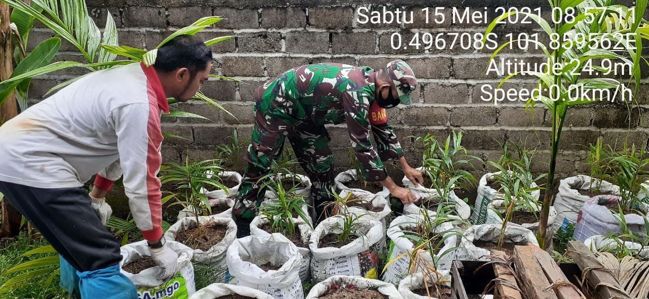 Babinsa Koramil 06/Cerenti Dim 0302/Inhu Membantu Penanaman Jahe Bapak Anto