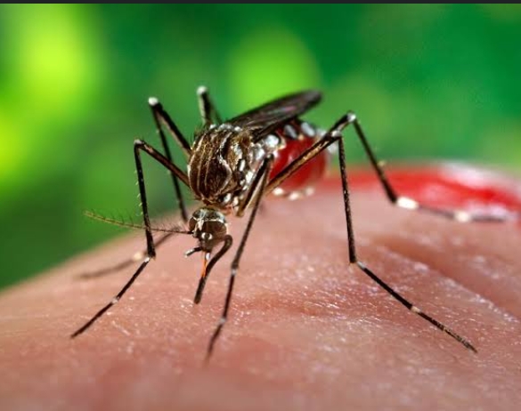 Pekanbaru Laporkan Satu Kasus Malaria Impor, Bukan Penularan Lokal