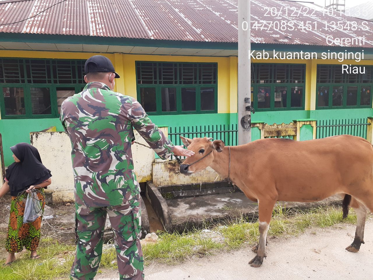 Babinsa Koramil 06/Cerenti Kodim 0302/Inhu, di Koto Peraku Cek Sapi Untuk Mengantisipasi Penularan Penyakit Mulut Dan Kaki (PMK) Sapi