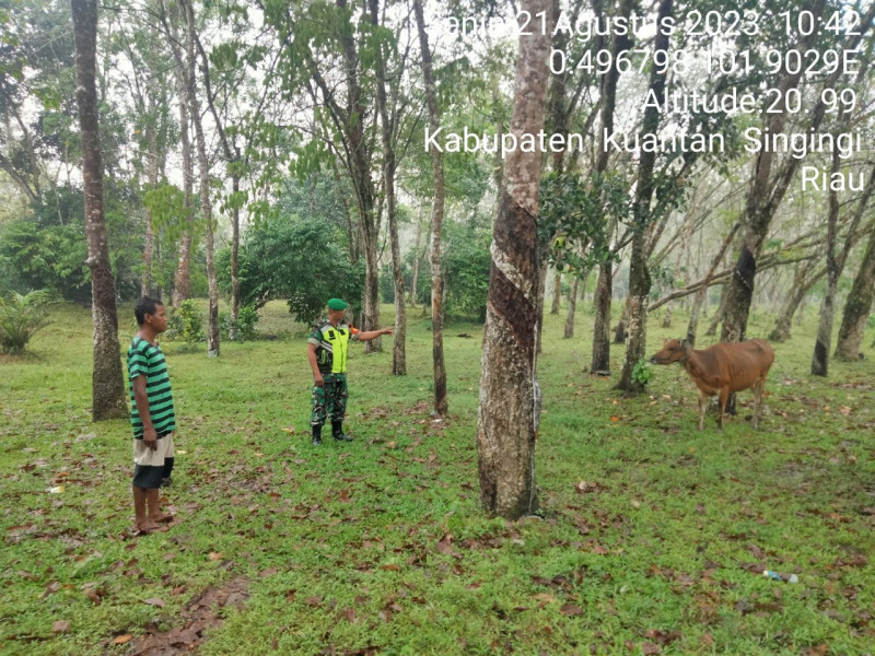 Di Desa Koto Cerenti Kecamatan Cerenti Kabupaten Kuansing, Babinsa Koramil 06/Cerenti Kodim 0302/Inhu Rutin Laksanakan Pengecekan Hewan Ternak Sapi Antisipasi Penyakit Mulut Dan Kaki (PMK) Sapi
