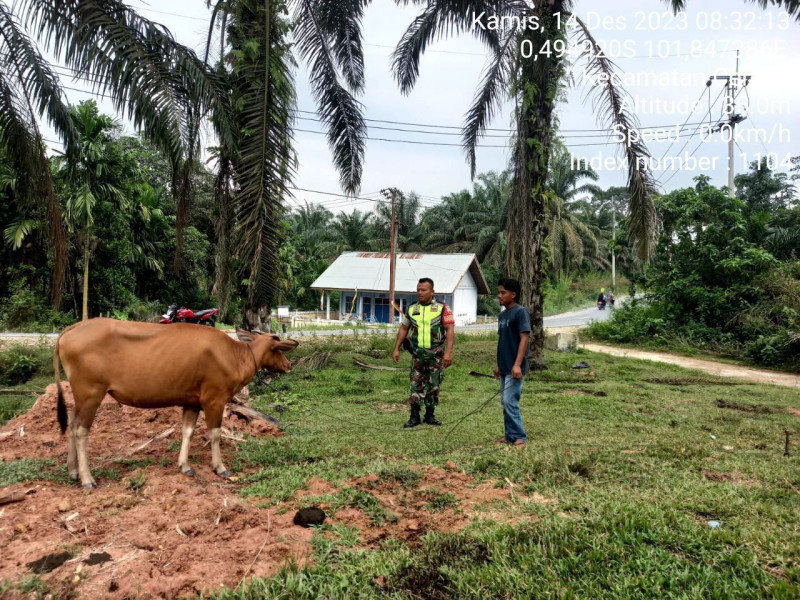 Babinsa Koramil 06/Cerenti Kodim 0302/Inhu Kopda Irwan Cek  Sapi Warga Desa Binaan