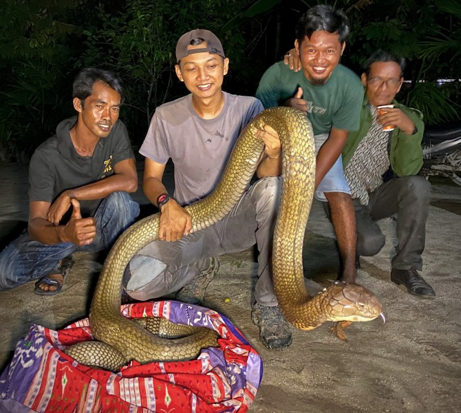 Warga Kampar Tangkap King Cobra 4 Meter di Kebun Sawit, Dievakuasi Pecinta Reptil