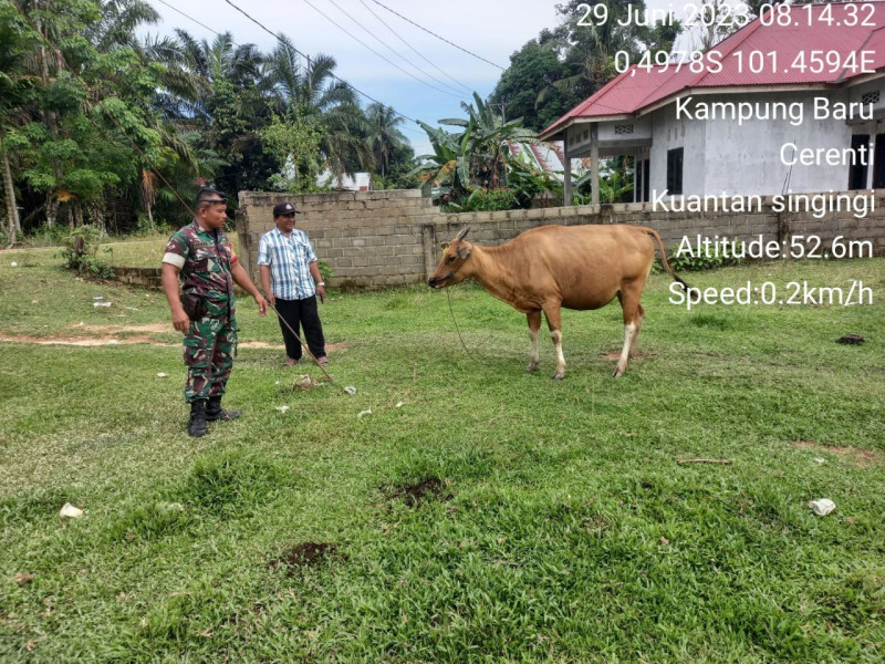 Babinsa Koramil 06/Cerenti Kodim 0302/Inhu Kopda Irwan Cek Hewan Ternak Sapi Milik Warga Antisipasi PMK Pada Ternak