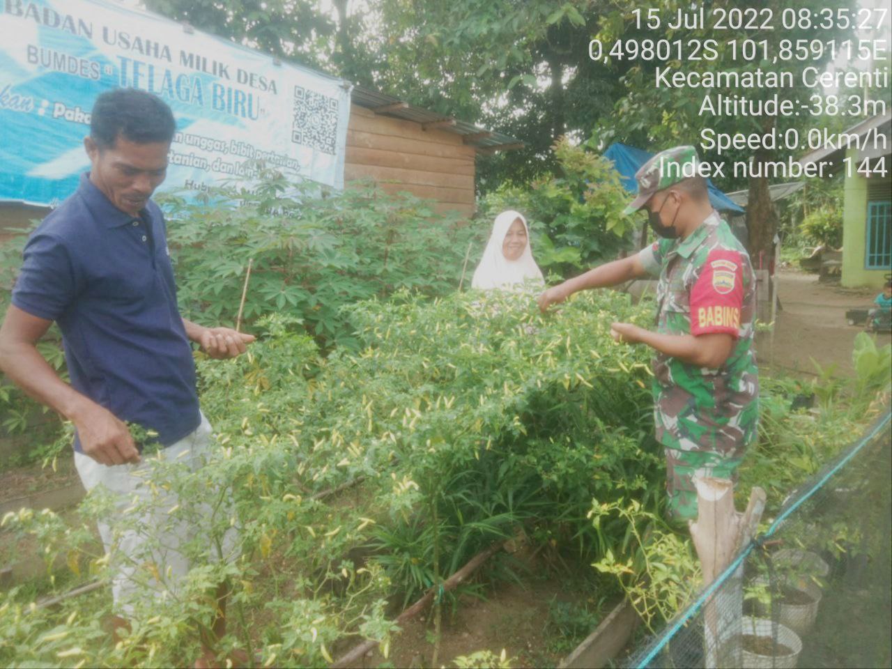 Babinsa Koramil 06/Cerenti Kodim 0302/Inhu Ikut Serta Melaksanakan Panen Cabe