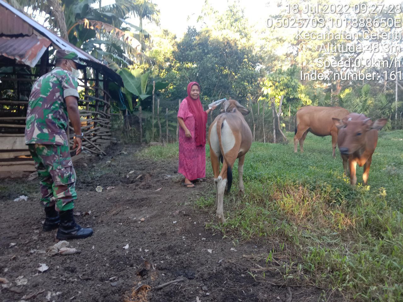 Antisipasi PMK Babinsa Koramil 06/Cerenti Kodim 0302/Inhu Cek Sapi Warga Binaan di Desa Pulau Jambu Cerenti