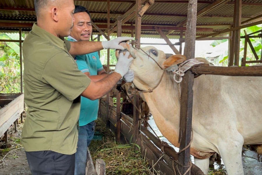 Jelang Idul Adha, Distankan Pastikan Sapi Kurban di Pekanbaru Sehat