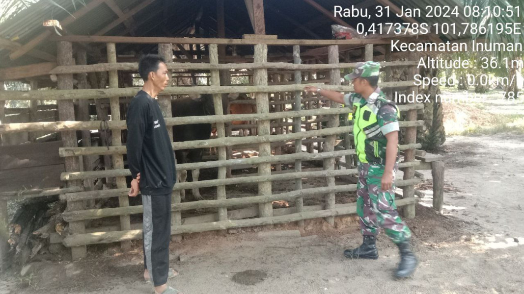 Di Desa Koto Inuman Kecamatan Inuman Babinsa Koramil 06/Cerenti Kodim 0302/Inhu Cek Ternak Sapi Warga Antisipasi Wabah PMK