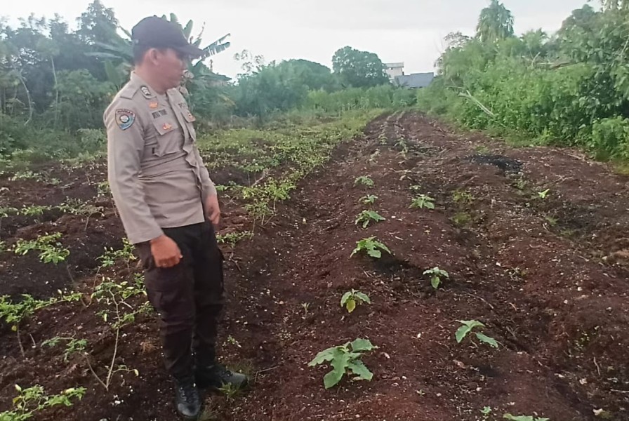 Dukung Program Nasional, Polsek Teluk Meranti Tinjau dan Rawat Lahan Ketahanan Pangan